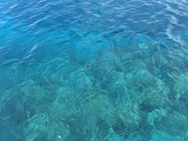 潜水士になるのが嫌すぎて、沖縄までスキューバダイビングCライセンスを取りに行きました。【沖縄水中散歩】