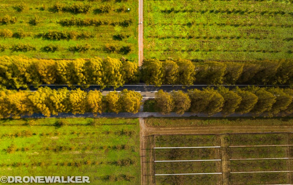 ドローンで楽しむ滋賀県秋の紅葉