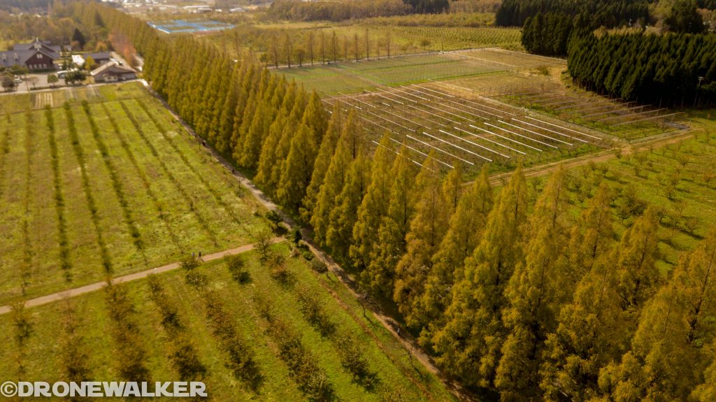 ドローンで楽しむ滋賀県秋の紅葉