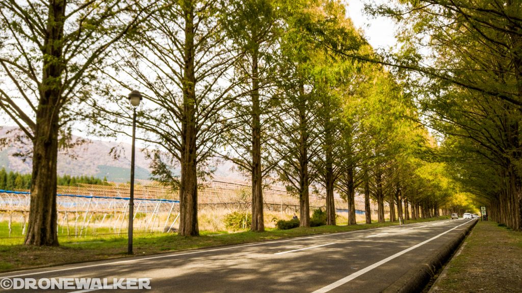 ドローンで楽しむ滋賀県秋の紅葉