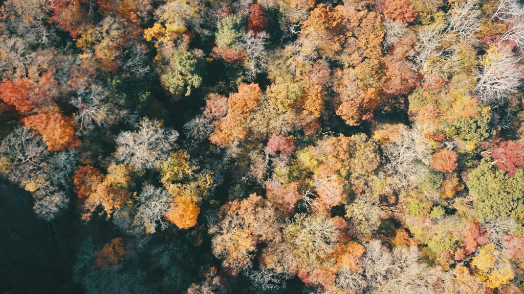ドローンで楽しむ滋賀県秋の紅葉